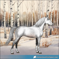 Horse Color:Gray Bay 