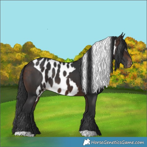 Horse Color:Bay Skewed Appaloosa 