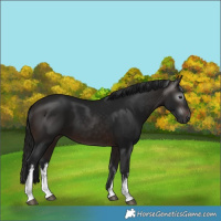 Horse Color:Gray White Spotted Bay