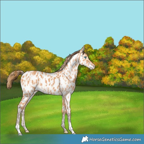 Horse Color:Perlino Near Leopard  and Gray Perlino Near Leopard 