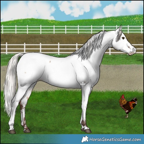 Horse Color:Silver Bay Dun Near Fewspot 