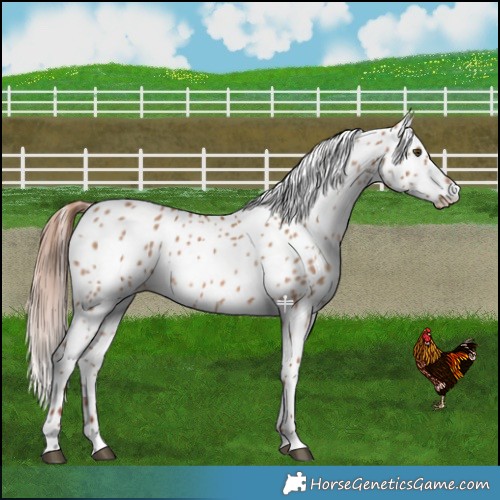 Horse Color:Red Dun Skewed LP Spotted 