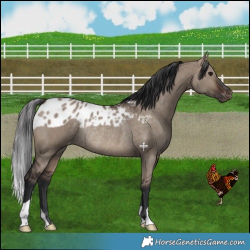 Horse Color:Brown Dun Skewed LP Spotted Rabicano 