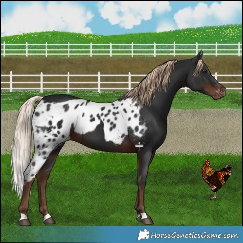Horse Color:Liver Chestnut Skewed LP Spotted