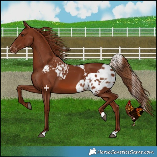 Horse Color:Chestnut Skewed LP Spotted 
