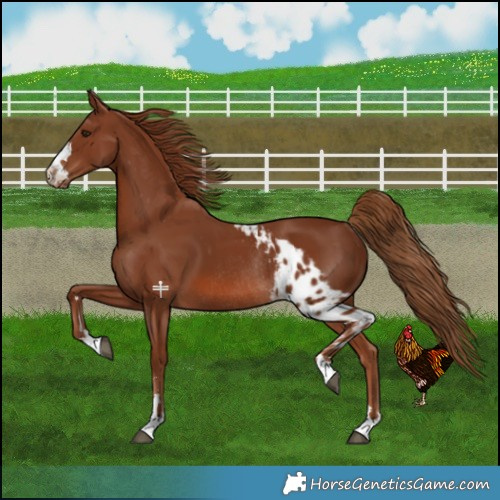 Horse Color:Chestnut Skewed LP Spotted Rabicano 