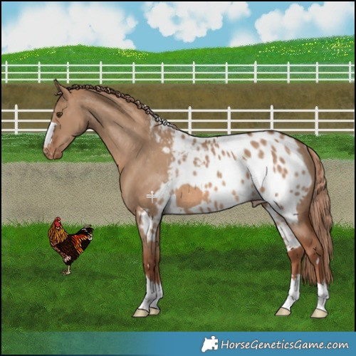 Horse Color:Red Dun Skewed LP Spotted Rabicano 