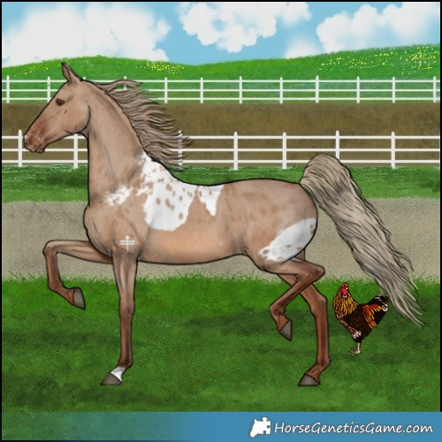 Horse Color:Red Dun Skewed LP Spotted 