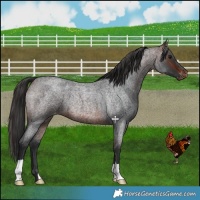 Horse Color:Brown Roan Skewed Appaloosa