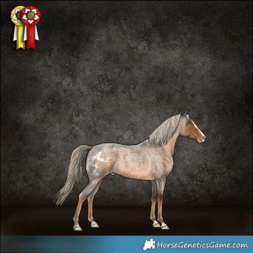 Horse Color:Chocolate Palomino Roan Splash Skewed Appaloosa 