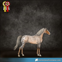Horse Color:Chocolate Palomino Roan Splash Skewed Appaloosa