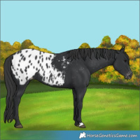 Horse Color:Black Blanket 