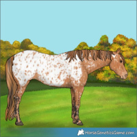 Horse Color:Bay Near Leopard  and Chestnut Near Leopard 