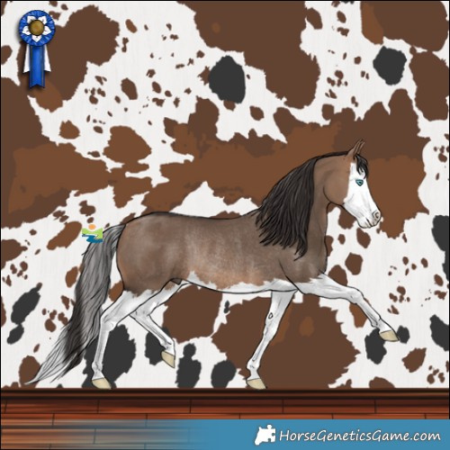 Horse Color:Bay Dun Splash Rabicano 