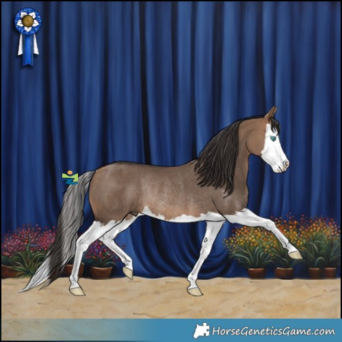 Horse Color:Bay Dun Splash Rabicano