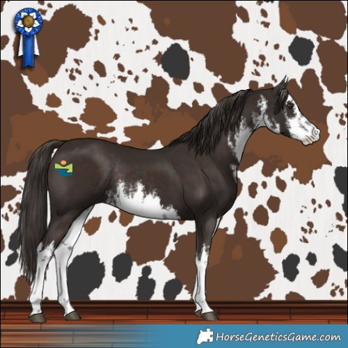 Horse Color:White Spotted Liver Chestnut Rabicano 