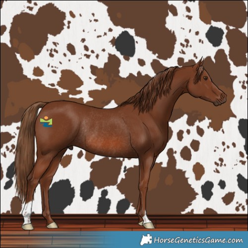 Horse Color:Chestnut Rabicano 