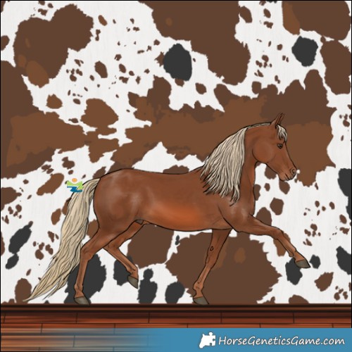 Horse Color:Chestnut Rabicano 