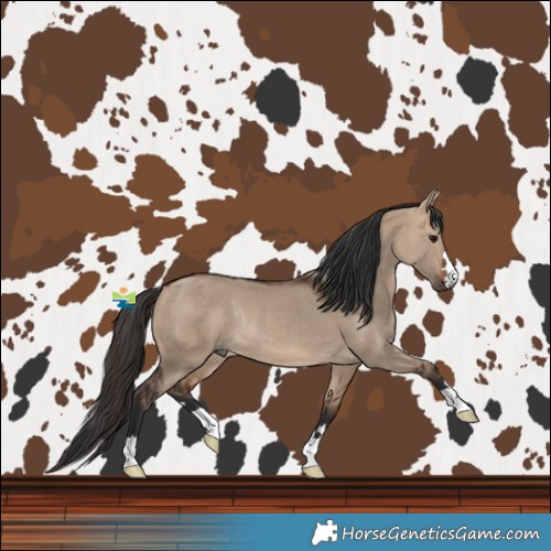 Horse Color:Bay Dun Rabicano 