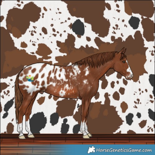 Horse Color:Chestnut Blanket Rabicano 