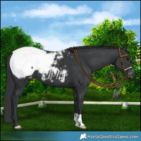 Horse Color:Black Snowcap 