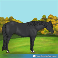 Horse Color:Black 