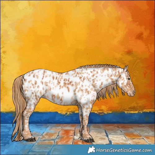 Horse Color:Chestnut Appaloosa and Red Dun Appaloosa