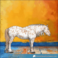 Horse Color:Chestnut Appaloosa  and Red Dun Appaloosa 