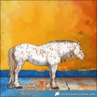 Horse Color:Chestnut Appaloosa  and Red Dun Appaloosa 