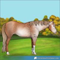 Horse Color:Unknown 