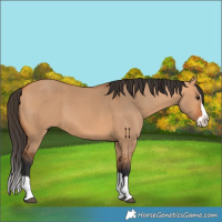 Horse Color:Unknown 