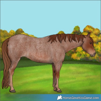 Horse Color:Red Roan