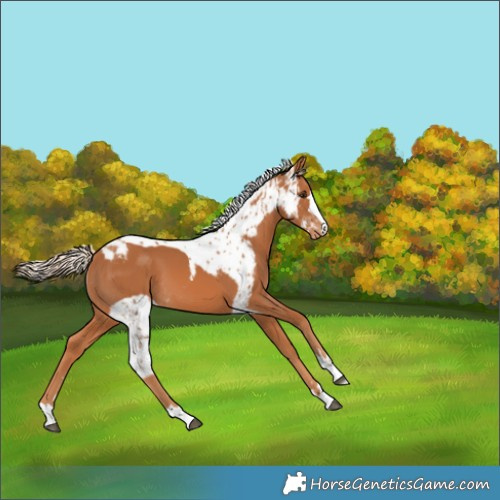 Horse Color:Chestnut Skewed Appaloosa 