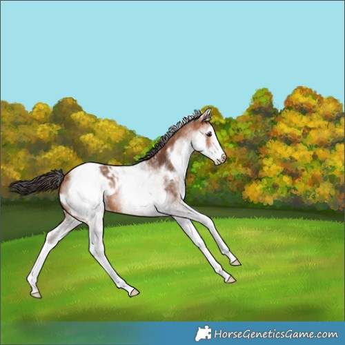 Horse Color:White Spotted Bay Skewed Appaloosa 