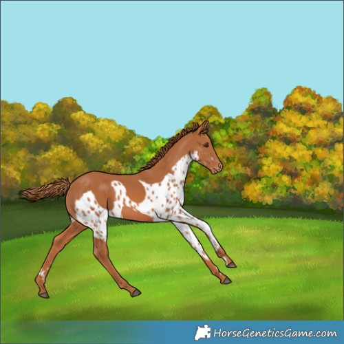 Horse Color:Chestnut Skewed Appaloosa 