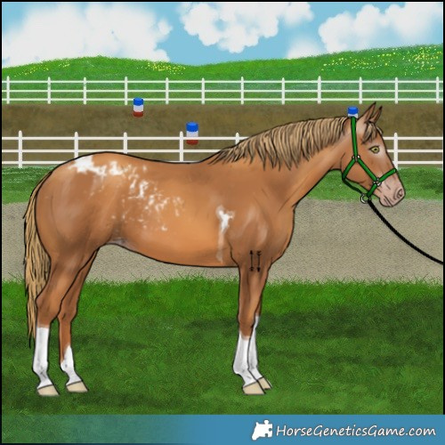 Horse Color:Gray Gold Champagne Tobiano Skewed LP Spotted 