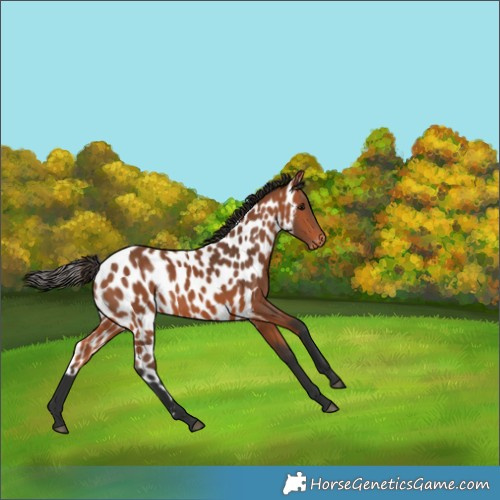 Horse Color:Bay Skewed Appaloosa 