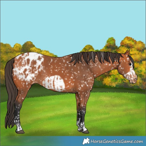 Horse Color:Bay Appaloosa  and Bay Frame Appaloosa 