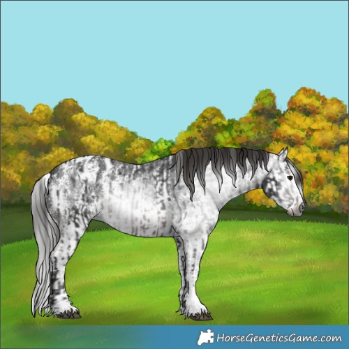 Horse Color:Gray Brown Sabino Splash Appaloosa and Gray Brown Sabino Splash Appaloosa