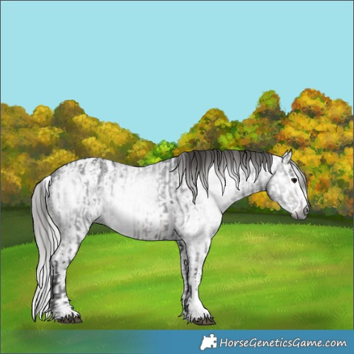 Horse Color:Gray Brown Sabino Splash Appaloosa  and Gray Brown Sabino Splash Appaloosa 