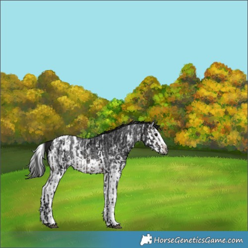 Horse Color:Gray Brown Sabino Splash Appaloosa  and Gray Brown Sabino Splash Appaloosa 