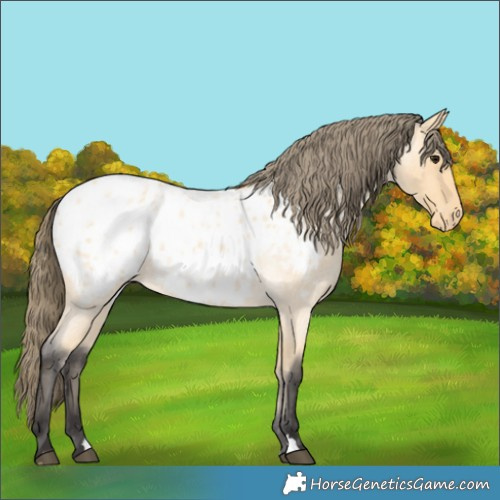 Horse Color:Buckskin Roan Appaloosa 