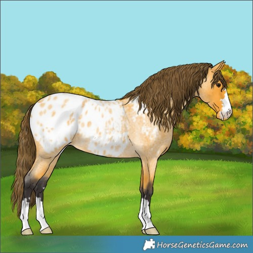 Horse Color:Buckskin Roan Appaloosa 