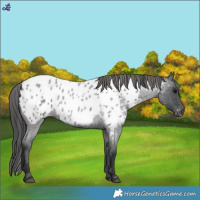 Horse Color:Blue Roan Near Leopard 