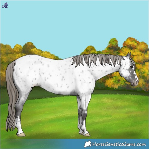 Horse Color:Smoky Blue Roan Appaloosa 