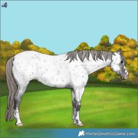 Horse Color:Smoky Blue Roan Appaloosa 