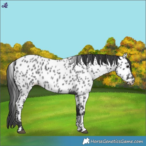Horse Color:Blue Roan Appaloosa 