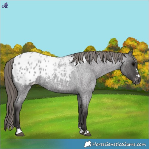 Horse Color:Smoky Blue Roan Appaloosa 