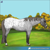 Horse Color:Smoky Blue Roan Appaloosa