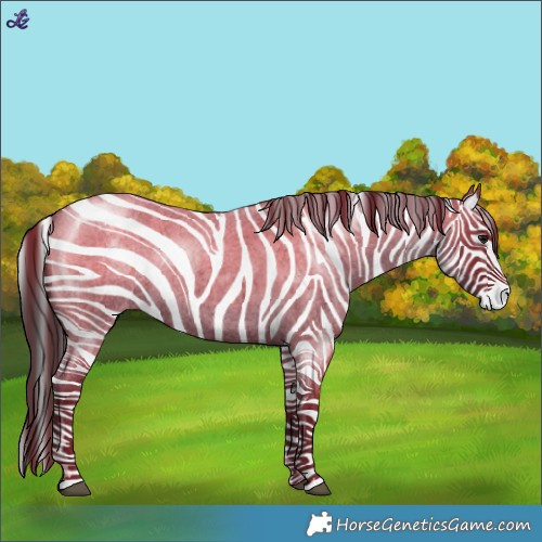 Horse Color:Blue Roan Appaloosa 